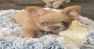 French Bulldog dogs - Advert 4