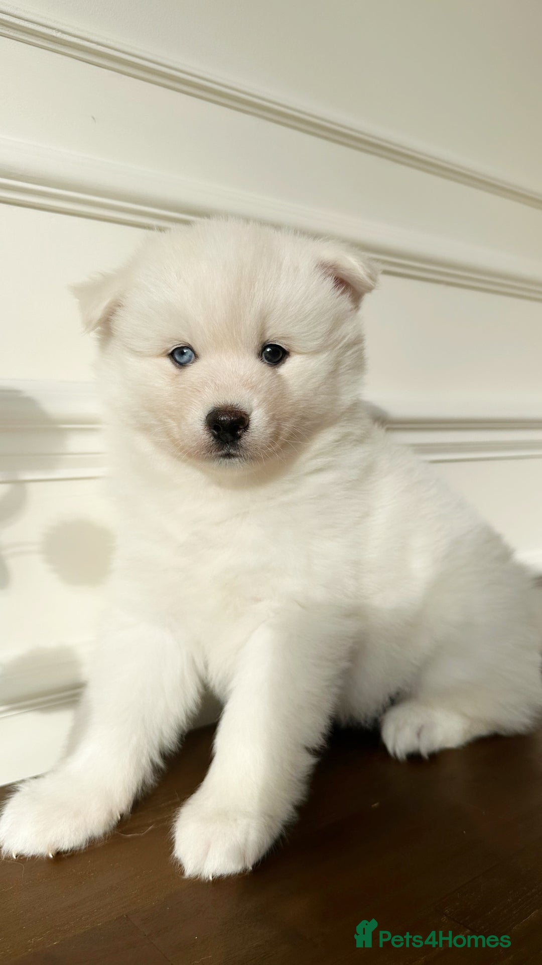 Pomsky dogs for sale: Pomskies Seeking Their Forever Home - ONLY 1 Left - Advert 18