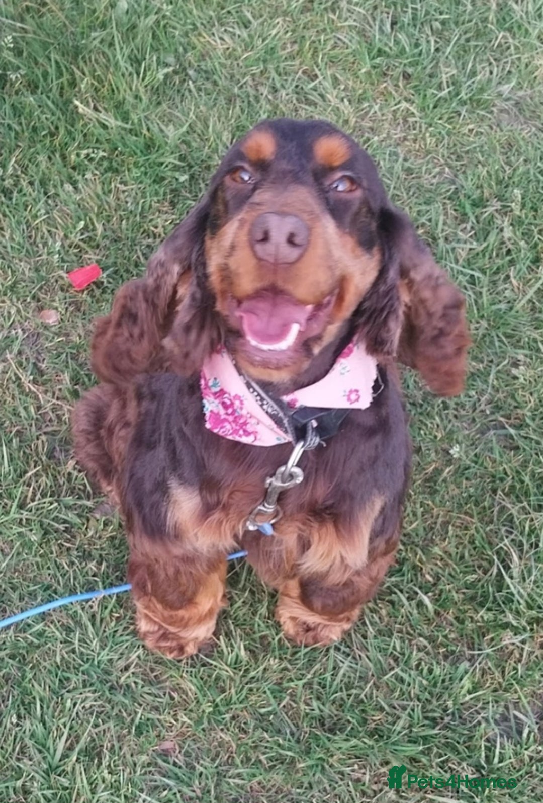 Cockapoo dogs for sale: Outstanding cockapoo puppies hereditary clear  - Advert 2