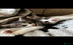 Mixed Breed cats for sale: 1 male & 1 female kitten available  - Image 3