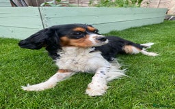 Cavalier King Charles Spaniel dogs for sale:  Beautiful 5-year-old King Charles Cavalier ❤️ - Image 4