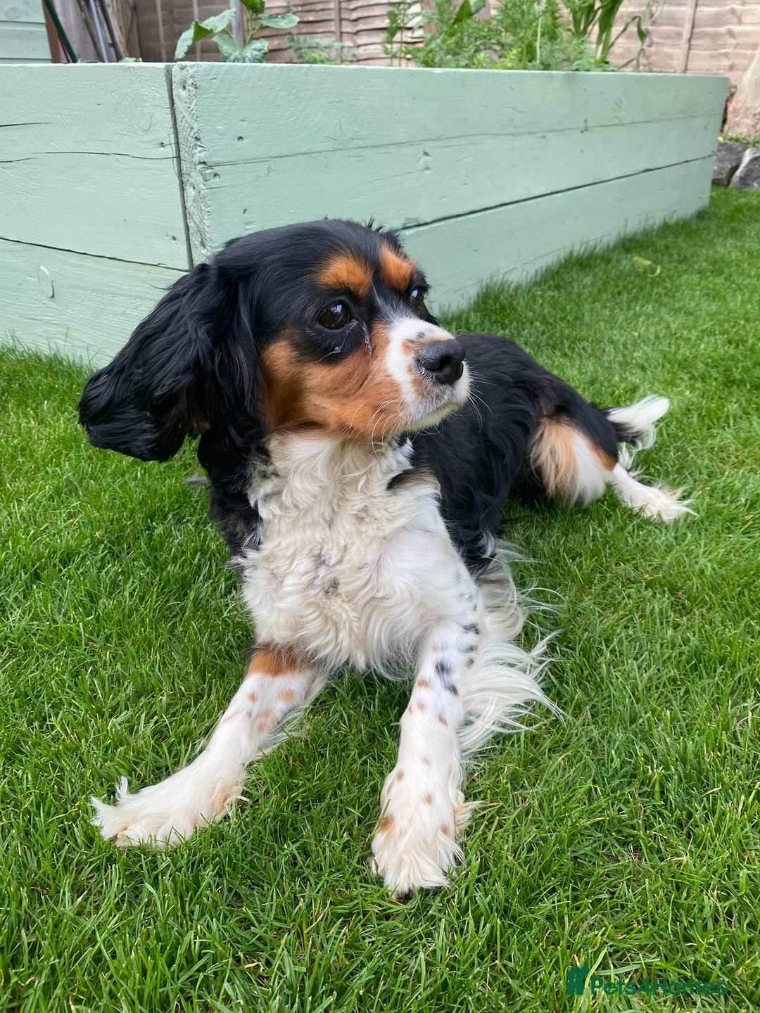 Cavalier King Charles Spaniel dogs for sale:  Beautiful 5-year-old King Charles Cavalier ❤️ - Image 4