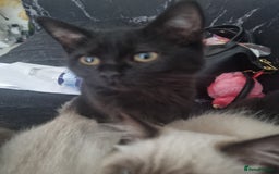 Mixed Breed cats for sale: 5 cute kittens available  - Image 4