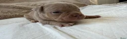 American Bully dogs for sale: 🐾Exceptional ABKC Lilac Tri Pocket Bully Puppies - Advert 12