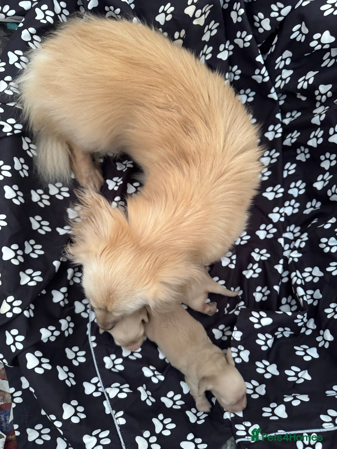 Miniature Dachshund dogs for sale: English Cream KC Reg Dachshund  - Image 5