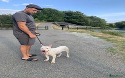 English Bull Terrier dogs for sale: Kaneo English bull terrier  - Image 1