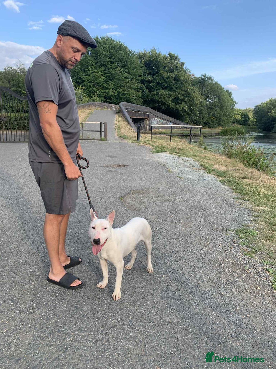 English Bull Terrier dogs for sale: Kaneo English bull terrier  - Image 1