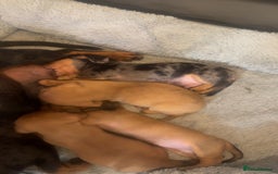 Miniature Dachshund dogs for sale: Dash hound - Image 3