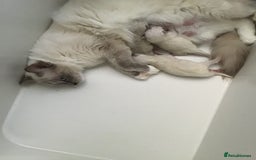 Ragdoll cats for sale: 2 ragdoll boys - Image 3