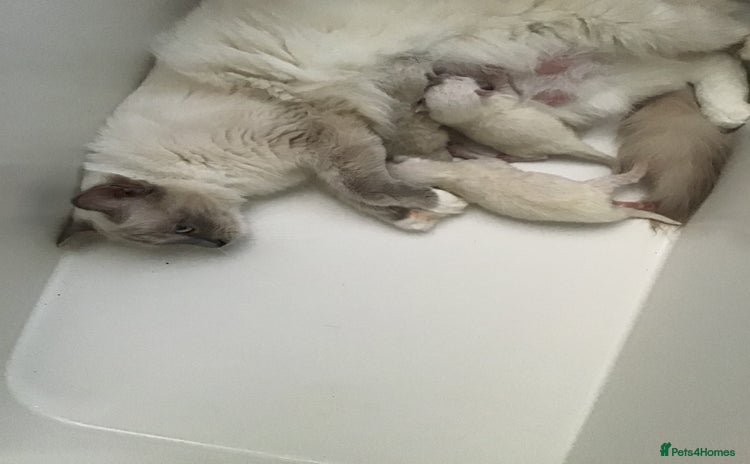 Ragdoll cats - Advert 7