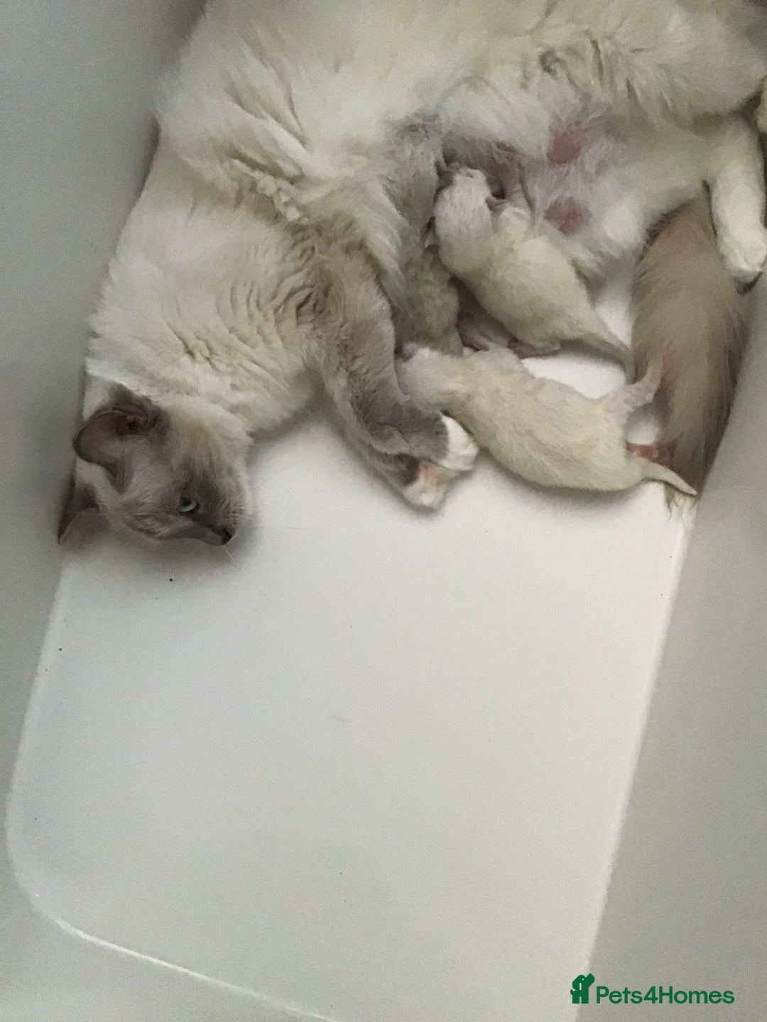 Ragdoll cats for sale: 2 ragdoll boys - Image 3