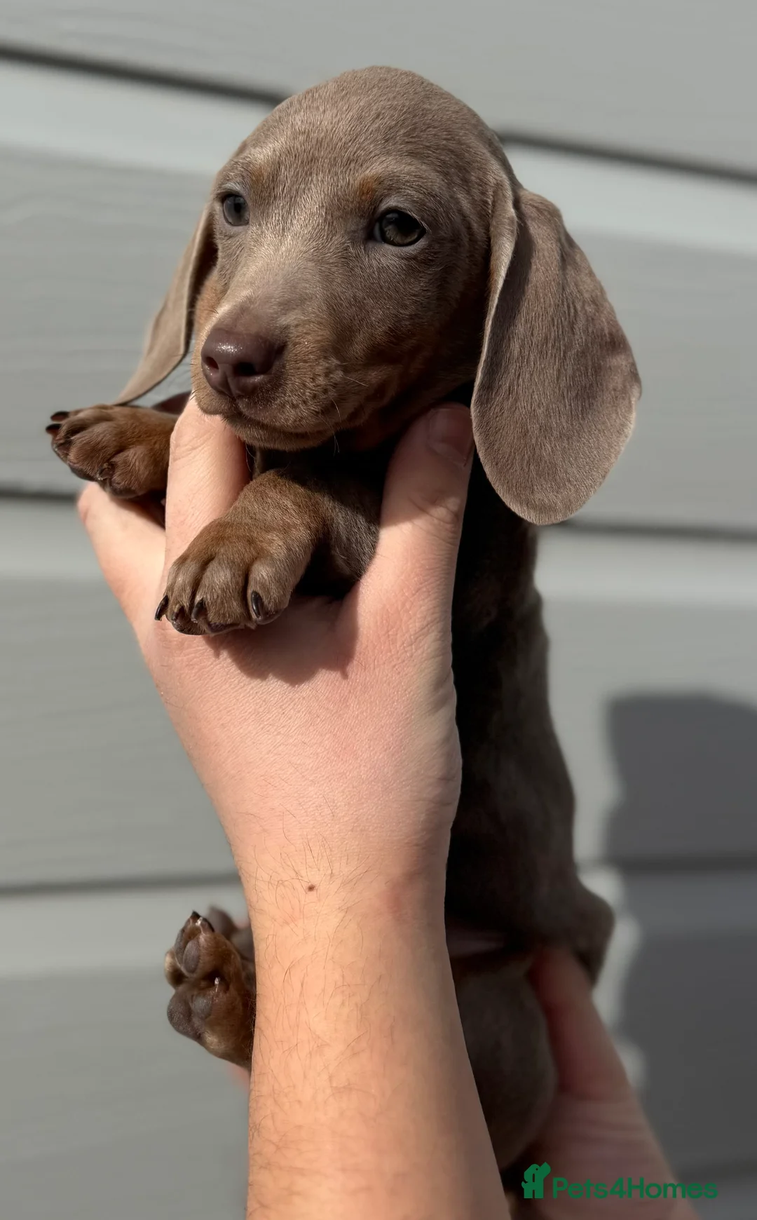 Miniature Dachshund dogs for sale: Miniature Dachshund Puppies (licensed Breeder) - Advert 2