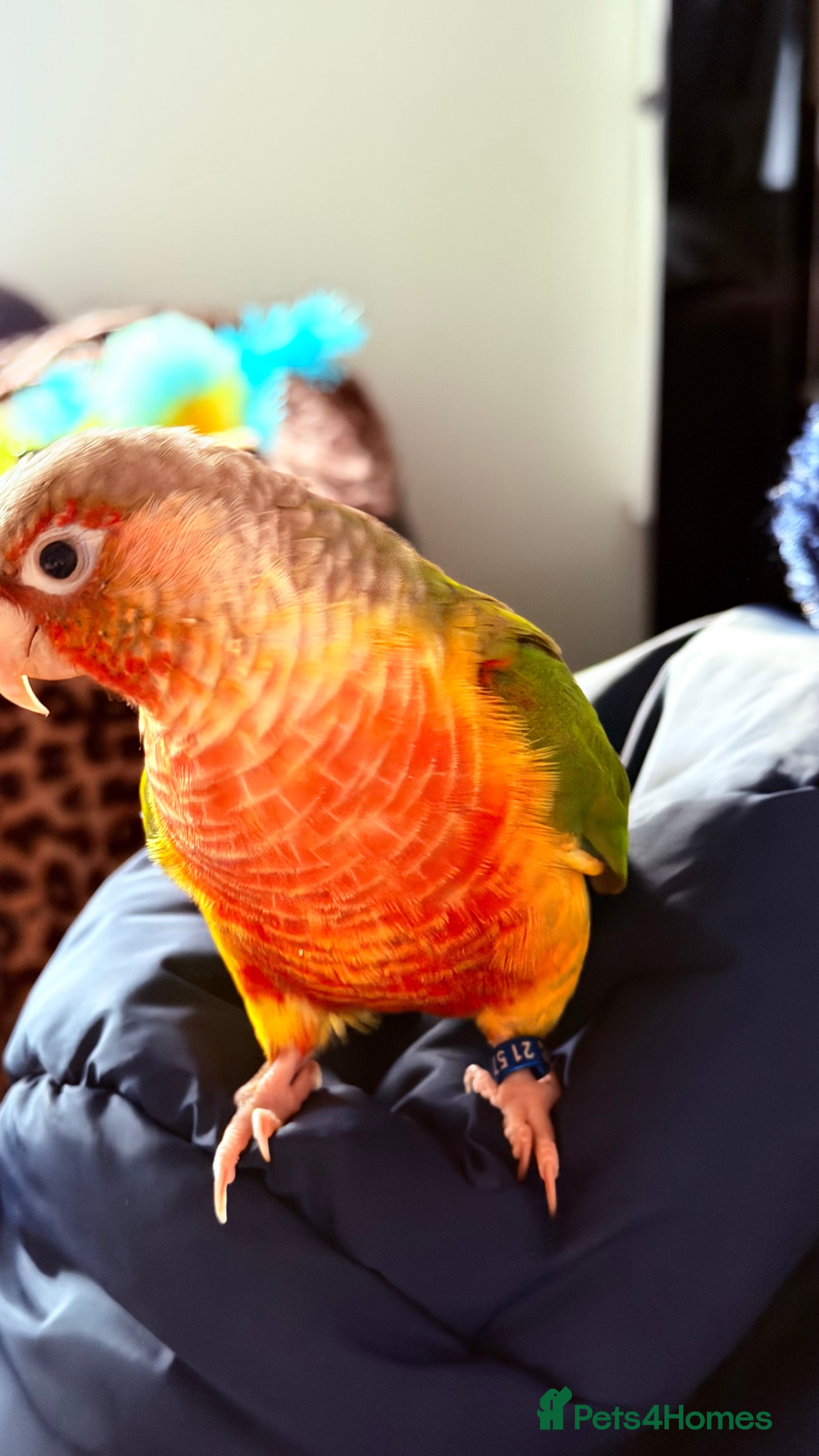 Conures birds 3 year old Conure - Advert 1