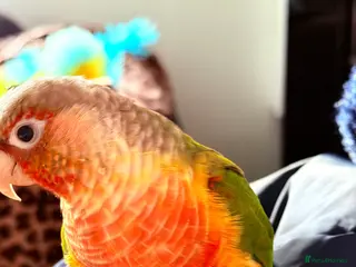 Conures birds 3 year old Conure - Advert 1