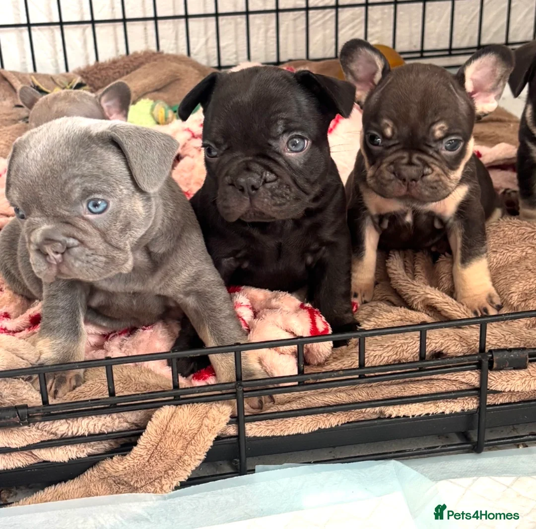 French Bulldog dogs for sale: 🩶🤍🤎 A Quality Box Of Frenchies 🩶🤍🤎 - Advert 1