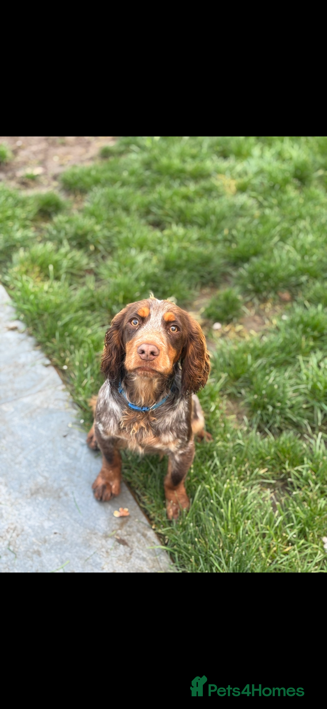 Cocker Spaniel dogs for sale: 10 month old male cocker in High Wycombe - Advert 3