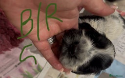 Cocker Spaniel dogs for sale: KC show cocker puppies black white boys - Image 39