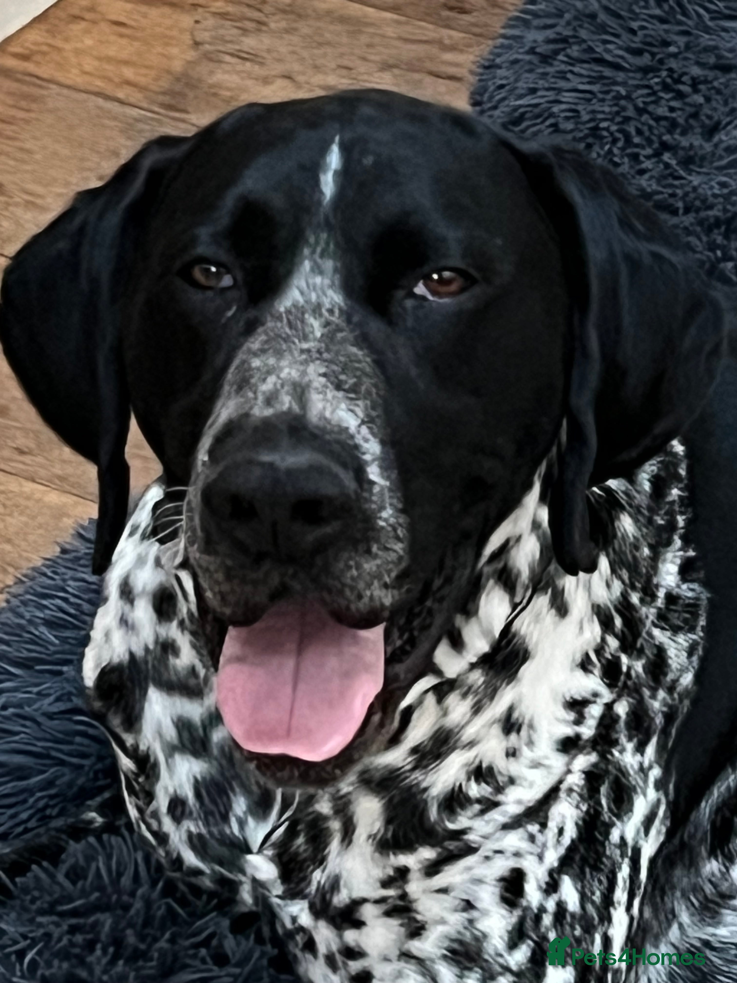 German Shorthaired Pointer dogs For Stud GSP Black and White - Advert 2