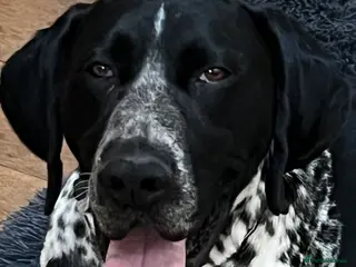 German Shorthaired Pointer dogs For Stud GSP Black and White - Advert 2