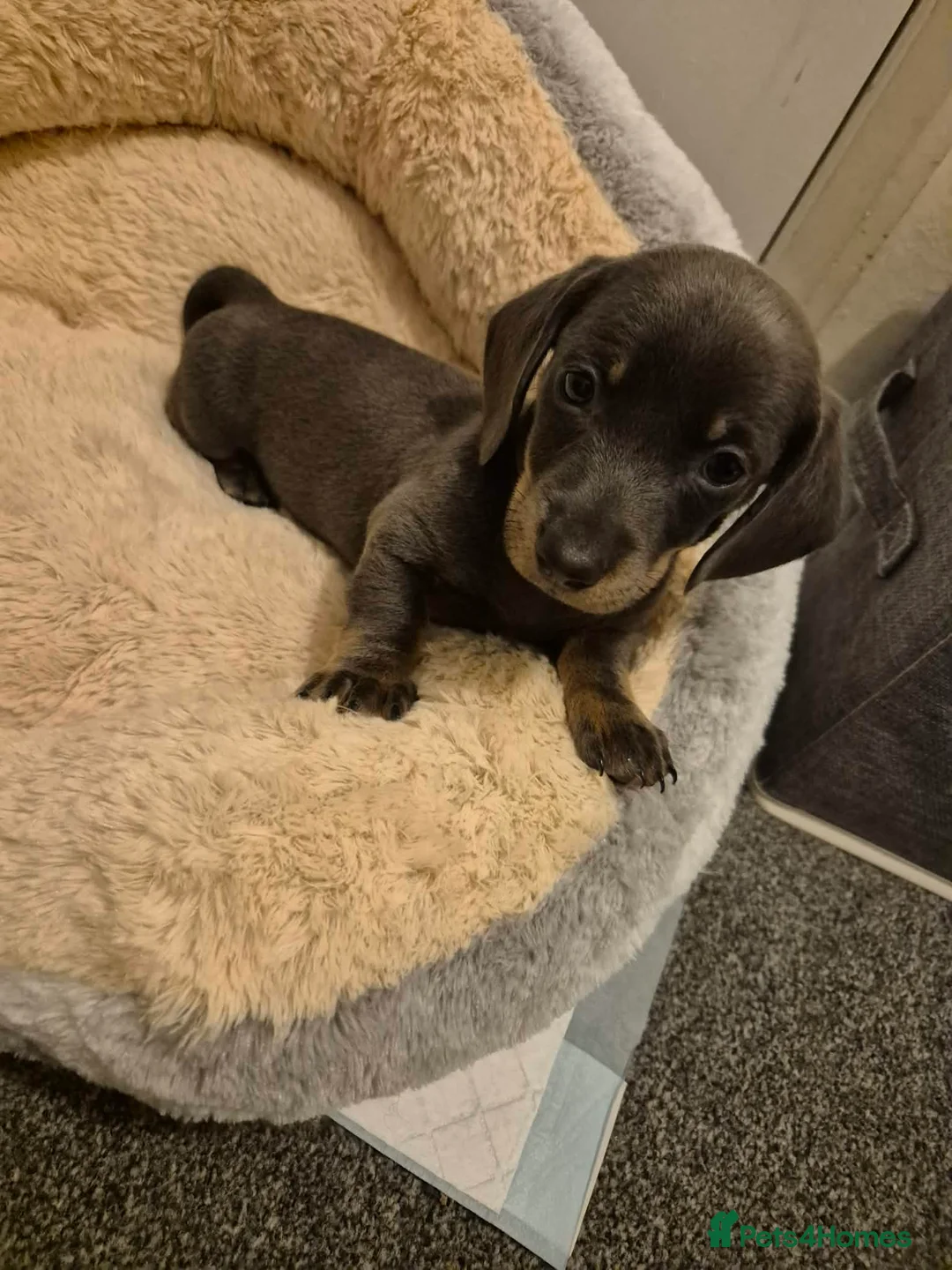 Miniature Dachshund dogs for sale: KC Dachshund puppies  - Advert 11