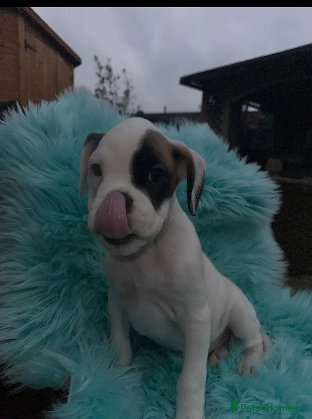 Boxer dogs for sale: Kc registered boxers - Advert 9