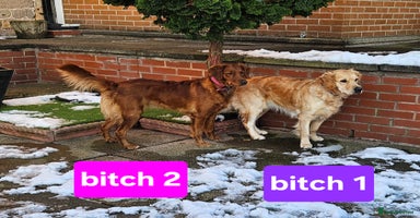 Golden Retriever dogs - Advert 18