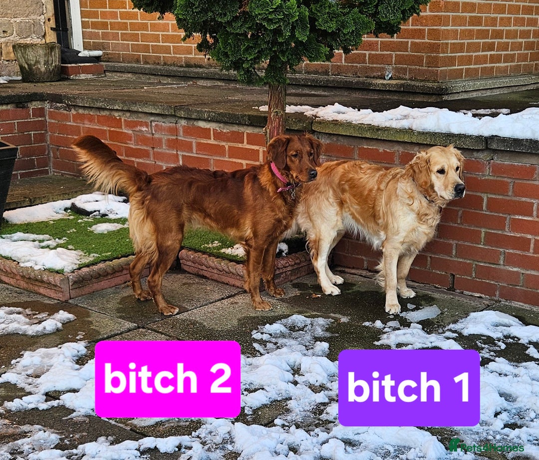 Golden Retriever dogs for sale: Beautiful dogs  - Image 3