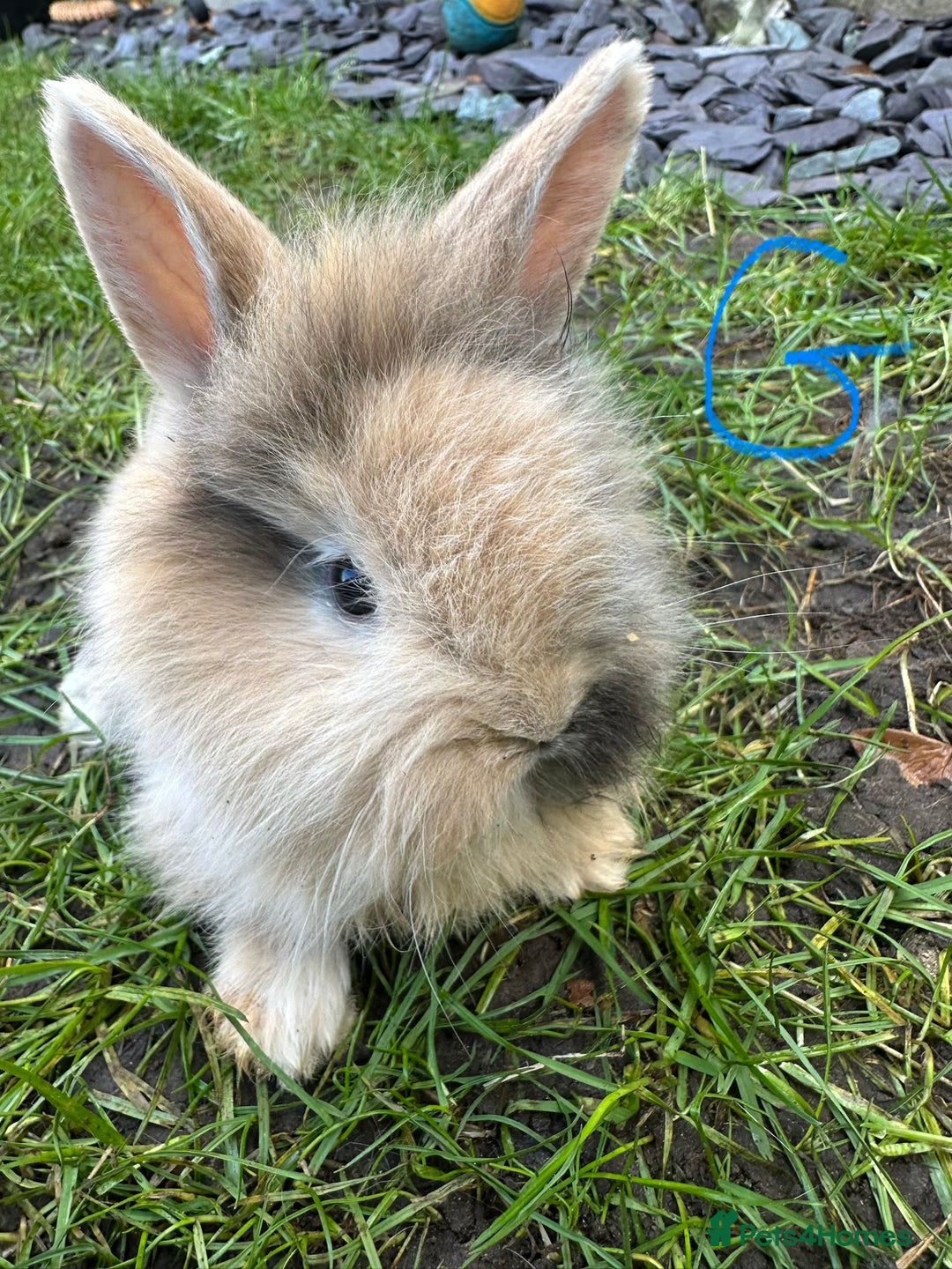 Lionhead rabbits for sale: Lionhead Rsbbits for sale  - Advert 10