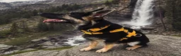 German Shepherd dogs for sale: Young German shepherd male  - Advert 10