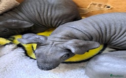Guinea Pig rodents for sale: Baby Male Skinny Pigs For Sale  - Image 10