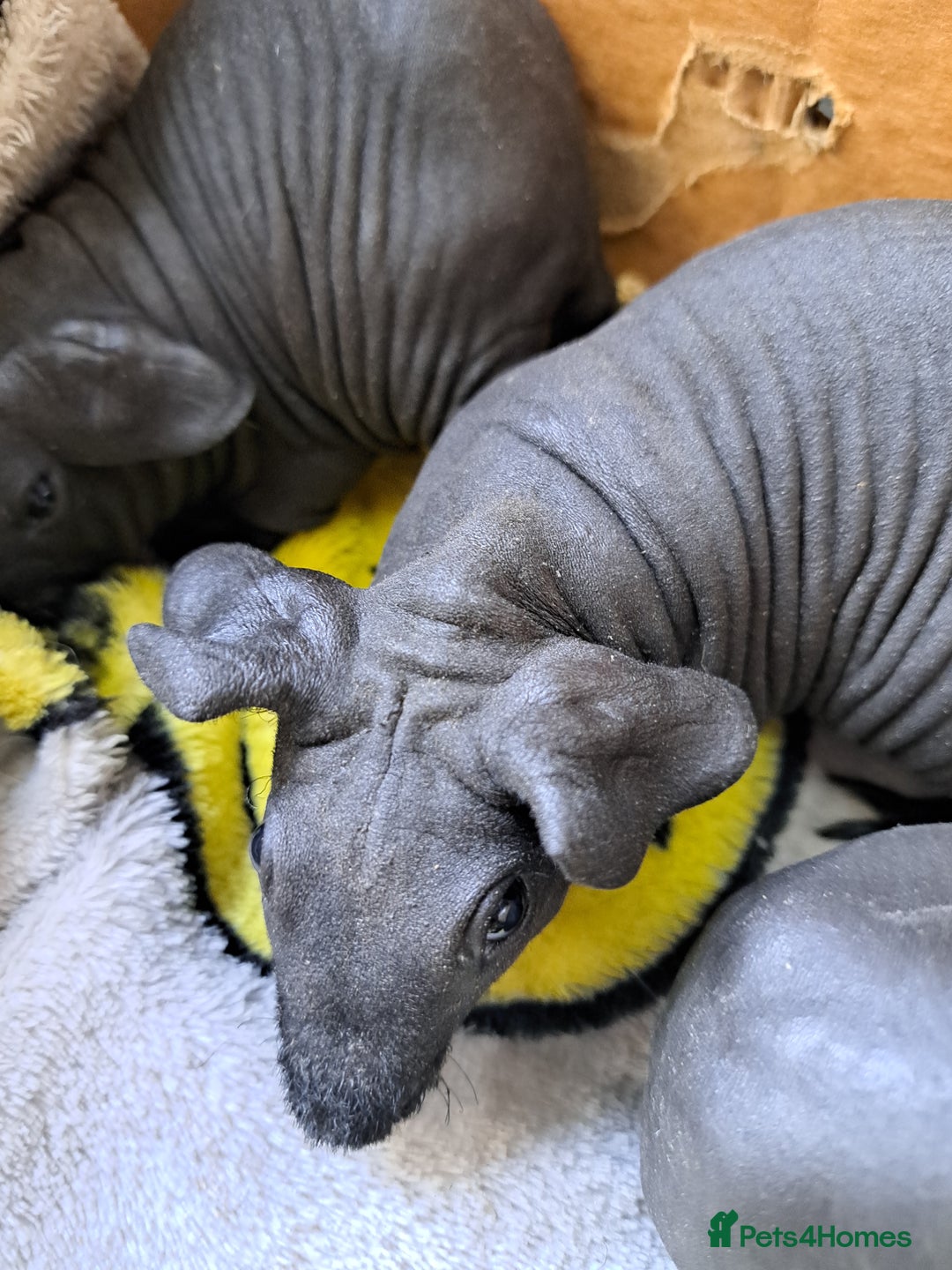 Guinea Pig rodents for sale: Baby Male Skinny Pigs For Sale  - Image 10