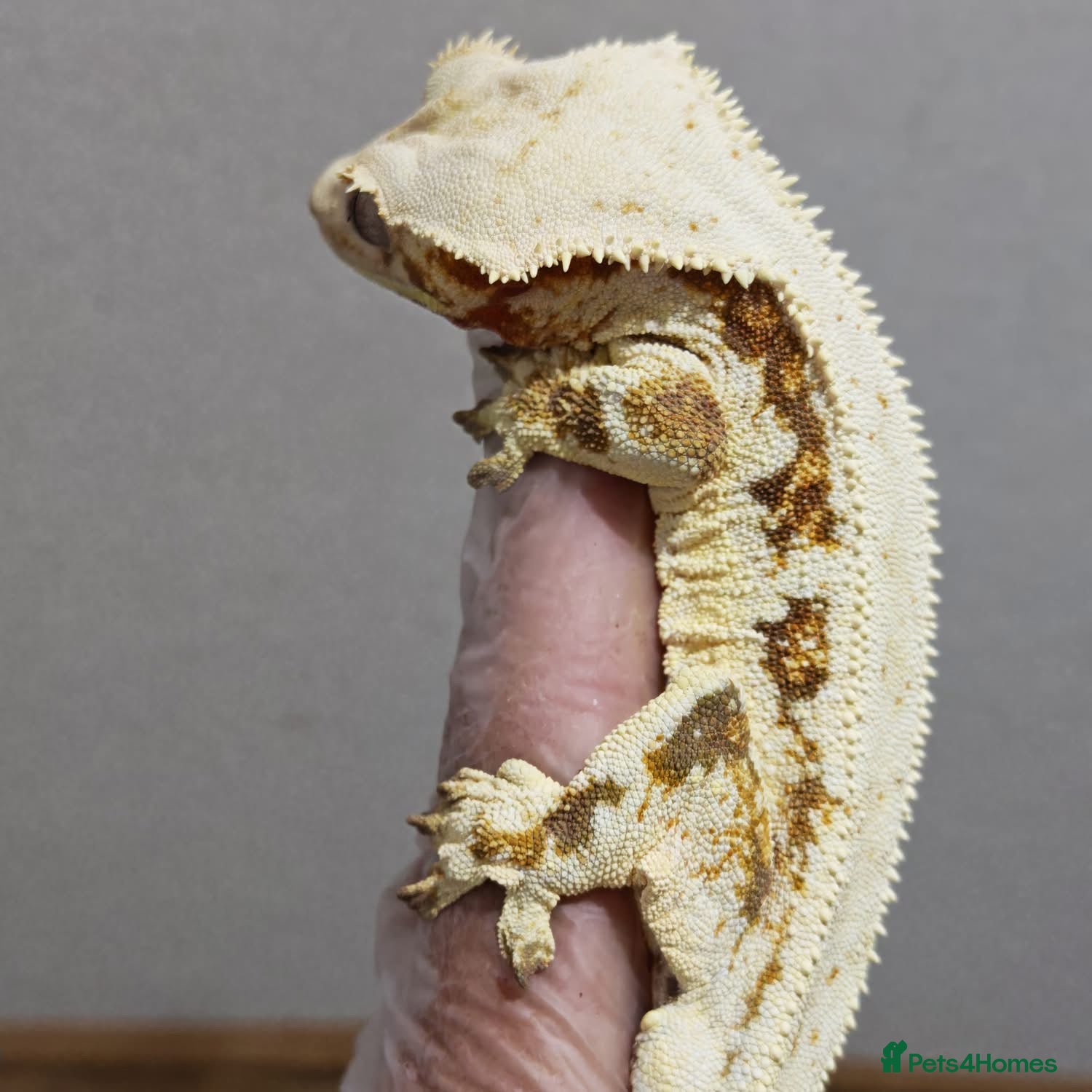 Gecko reptiles Crested Gecko and Corn Snake  - Advert 20