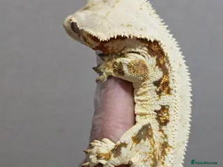 Gecko reptiles Crested Gecko and Corn Snake - Advert 20