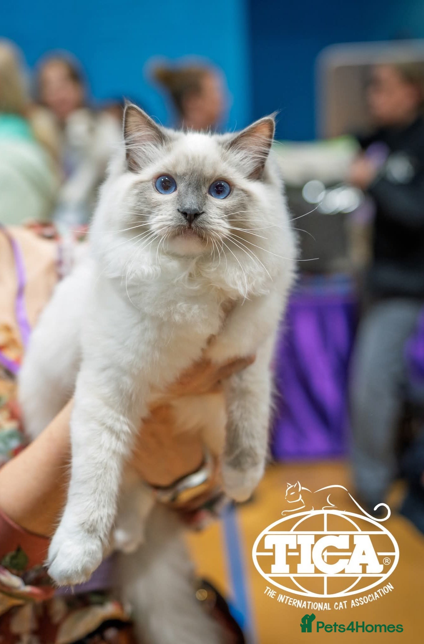 Ragdoll cats BES RAGDOLL MITTED SHOW TYPE - Advert 1