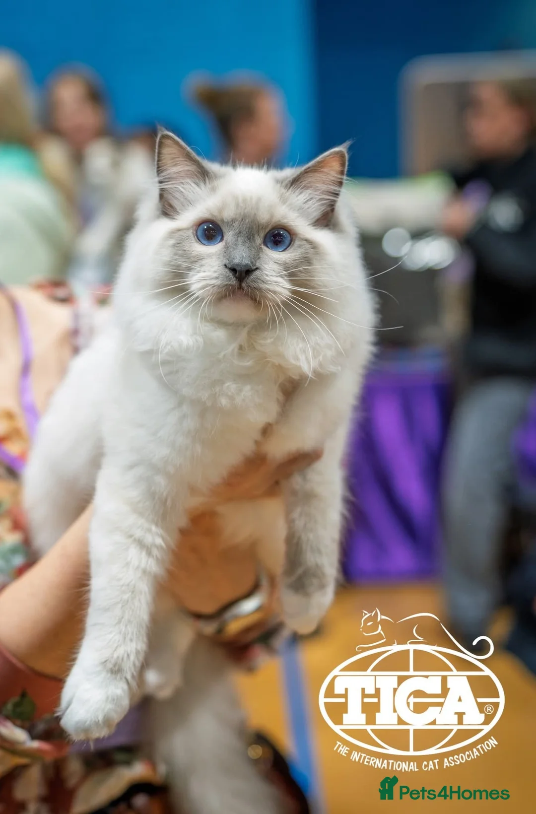 Ragdoll cats for sale: BEST RAGDOLL MITTED SHOW TYPE ACTIVE - Advert 1