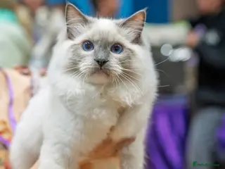 Ragdoll cats BES RAGDOLL MITTED SHOW TYPE - Advert 3