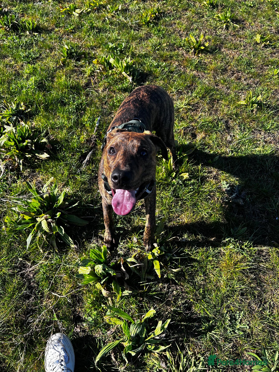 Mixed Breed dogs for sale: Looking for a loving home  - Advert 12