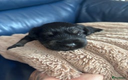 Miniature Schnauzer dogs for sale: Black and silver boy  - Image 2
