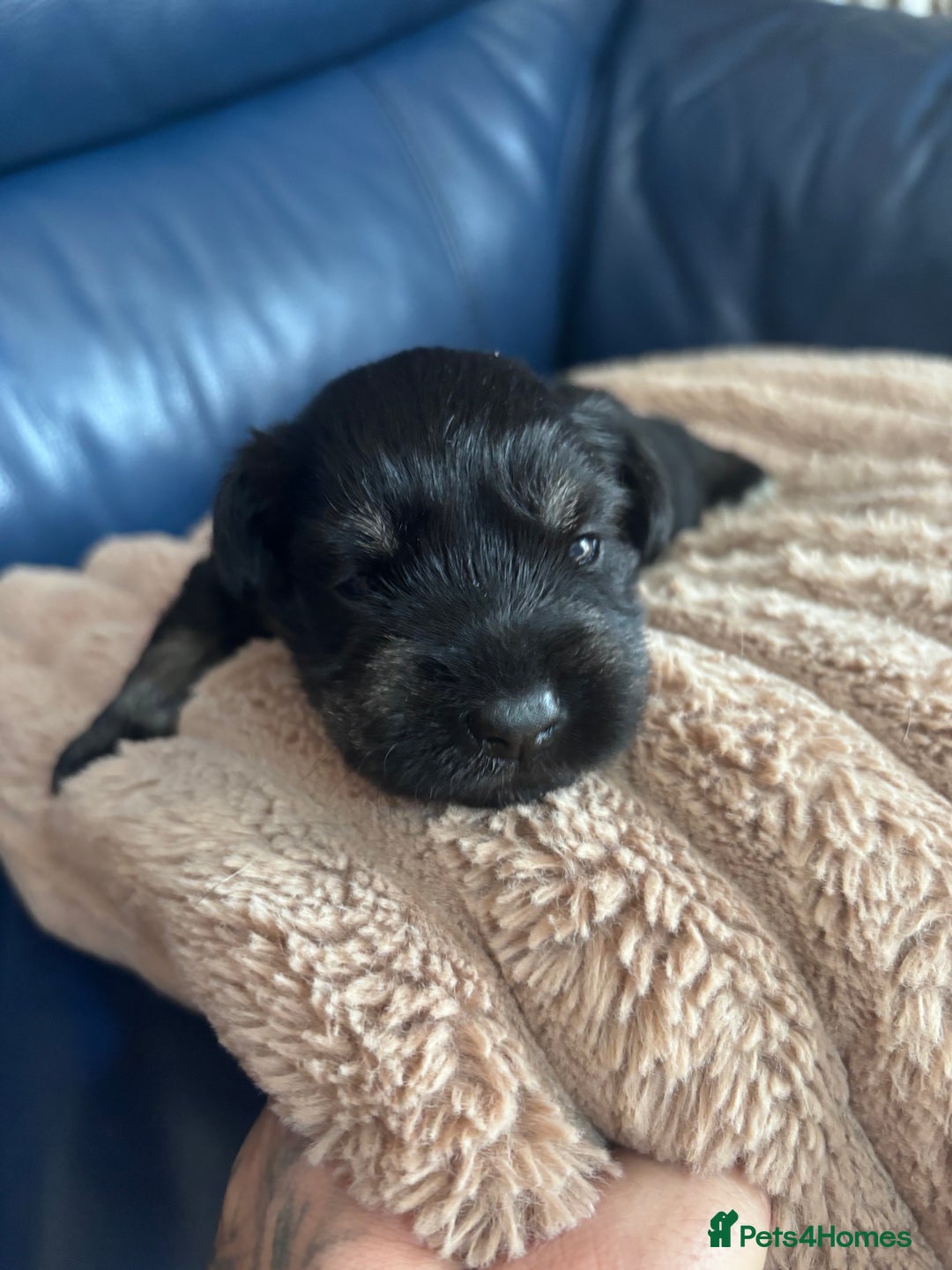 Miniature Schnauzer dogs for sale: Black and silver boy  - Image 2