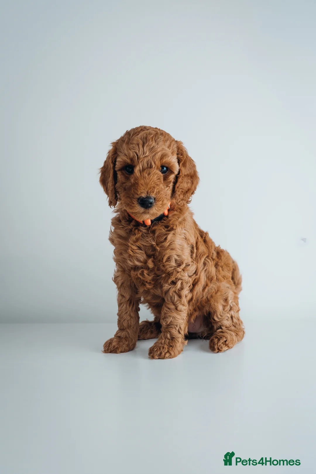 Labradoodle dogs for sale: LAST FEW PUPS - F2B Labradoodle Puppies - Advert 21