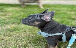 French Bulldog dogs for sale: Price reduced!Kc French bulldog last puppy - Image 27