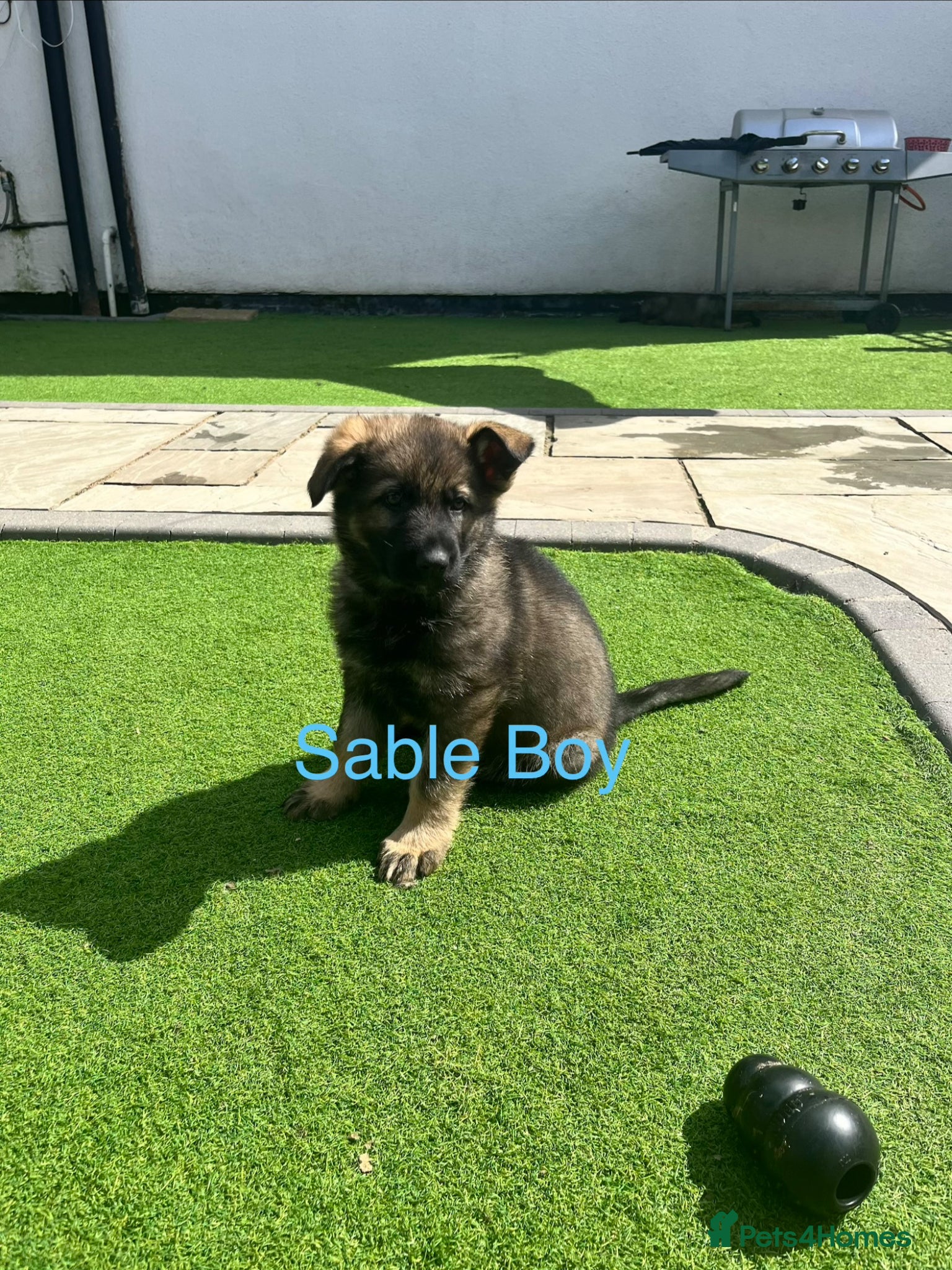 German Shepherd dogs Gorgeous German Shepherd puppies, 8 wks 17th May❤️ - Advert 4