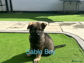 German Shepherd dogs Gorgeous German Shepherd puppies, 8 wks 17th May❤️ - Advert 4