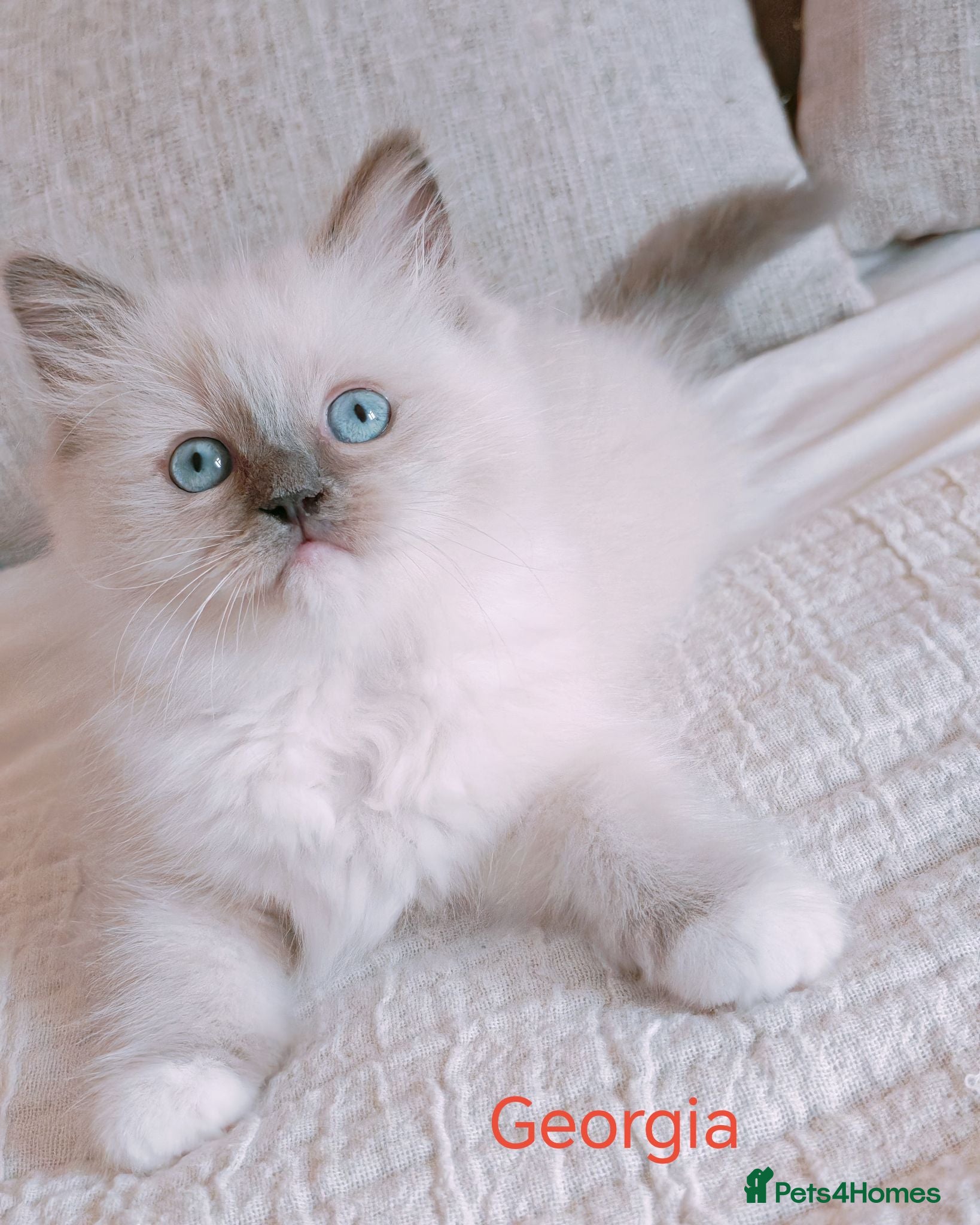 Ragdoll cats Raised with Love, looking for forever homes 🏠❤️ - Advert 6