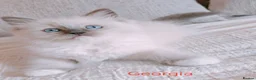 Ragdoll cats for sale: Raised with Love, looking for forever homes 🏠❤️ - Advert 13