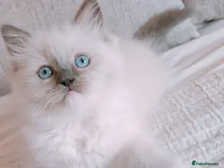 Ragdoll cats Raised with Love, looking for forever homes 🏠❤️ - Advert 6