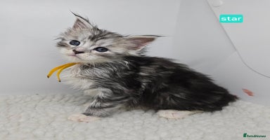 Maine Coon cats Maine Coon Kittens Silver Imported Shaded Lines - Advert 3