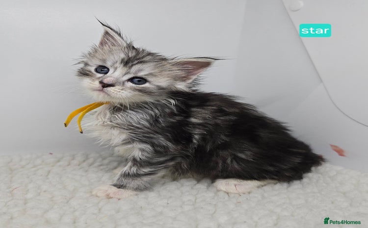 Maine Coon cats Maine Coon Kittens Silver Imported Shaded Lines - Advert 3