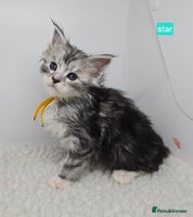 Maine Coon cats Maine Coon Kittens Silver Imported Shaded Lines - Advert 3