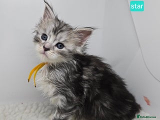 Maine Coon cats Maine Coon Kittens Silver Imported Shaded Lines - Advert 3